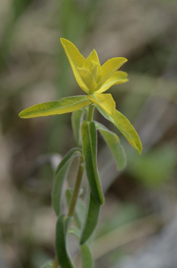 Germoglio giallo  da id. - Euforbia cfr. brittingeri